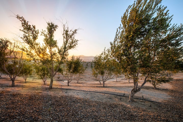 Olive trees in Miralon's groves at sunset